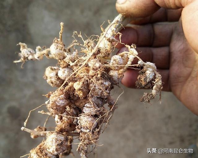 天天向上最新一期鸡爪